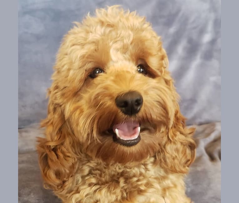 BELLA, a Poodle (Small) and English Cocker Spaniel mix tested with EmbarkVet.com