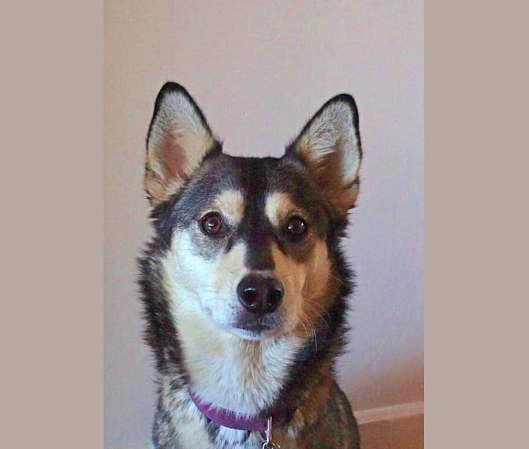 Malamute terrier mix shop