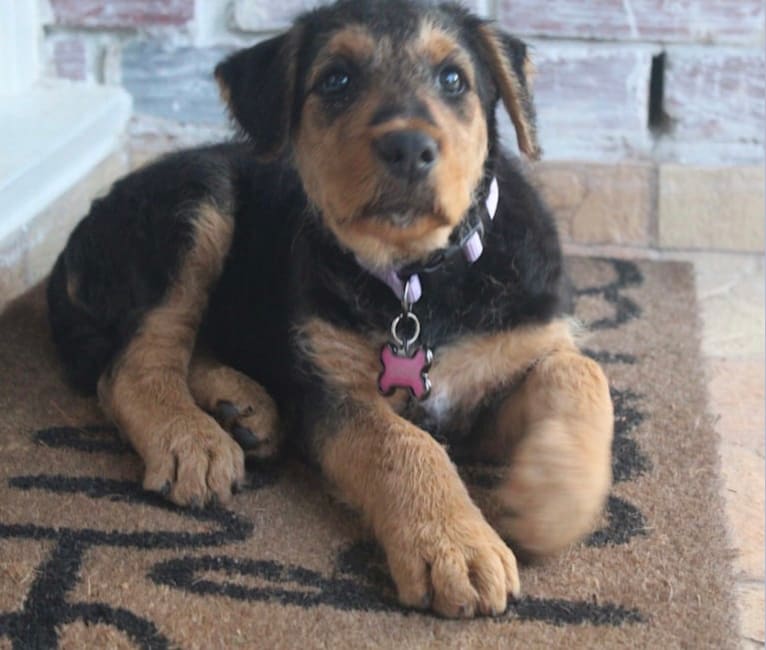 Sadie, an Airedale Terrier tested with EmbarkVet.com