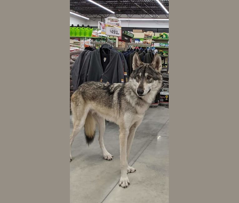 Embark Dog DNA Test Breed