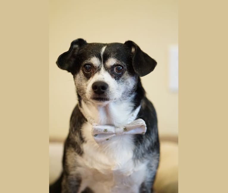 Jackson, a Chihuahua and Rat Terrier mix tested with EmbarkVet.com