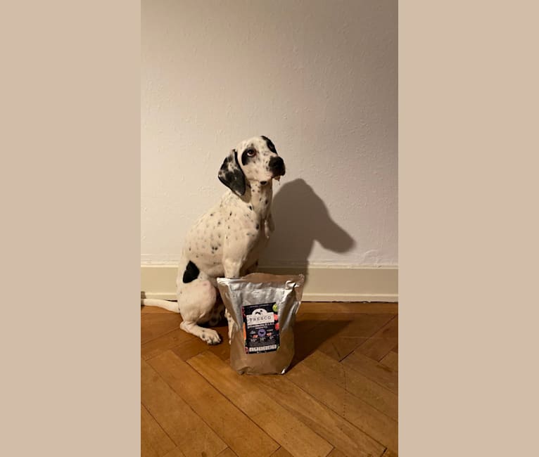 Chibi, an European Village Dog and English Setter mix tested with EmbarkVet.com