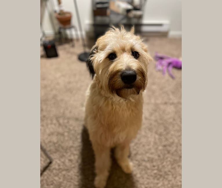 Iris, a Bouvier des Flandres and Australian Shepherd mix tested with EmbarkVet.com
