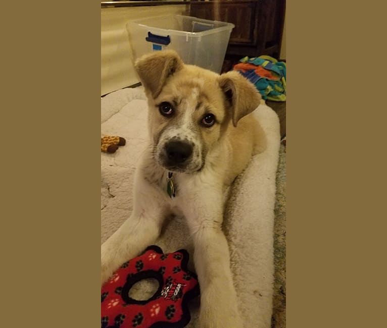 Wyatt "Murderbot" Wolf-Hauser, a Great Pyrenees and Anatolian Shepherd Dog mix tested with EmbarkVet.com