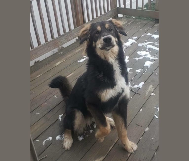 Athena, an Alaskan Malamute and Bernese Mountain Dog mix tested with EmbarkVet.com