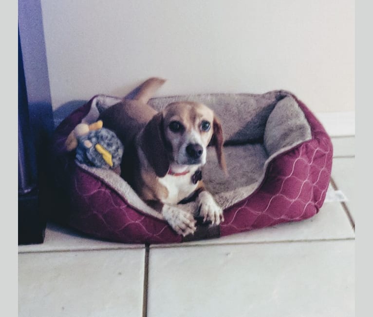 Lucy, a Beagle tested with EmbarkVet.com
