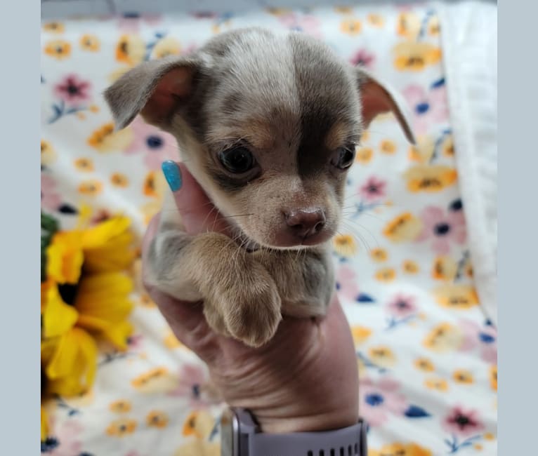 Quinn, a Chihuahua tested with EmbarkVet.com