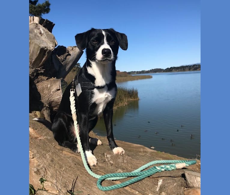 Jet, a Border Collie and Miniature Pinscher mix tested with EmbarkVet.com