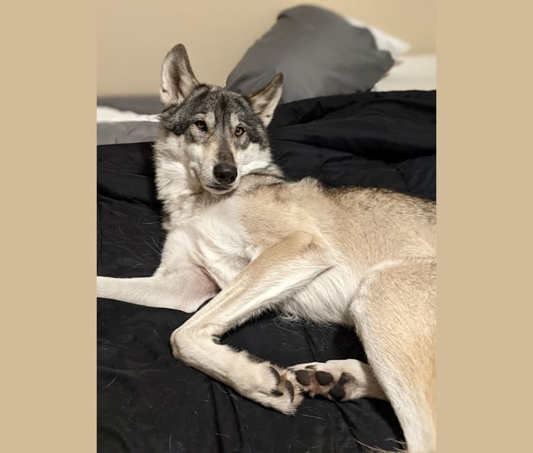 Embark wolfdog discount