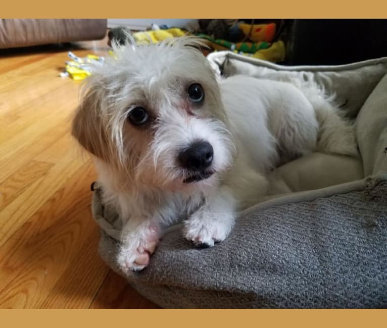 Higgie, a Maltese and Poodle (Small) mix tested with EmbarkVet.com