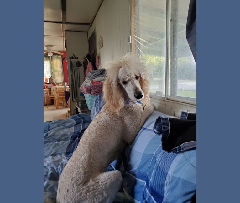 Charley, a Poodle (Standard) tested with EmbarkVet.com