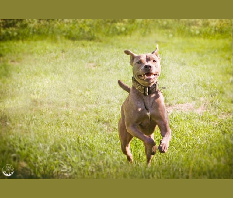 Gaea, an American Pit Bull Terrier and American Staffordshire Terrier mix tested with EmbarkVet.com