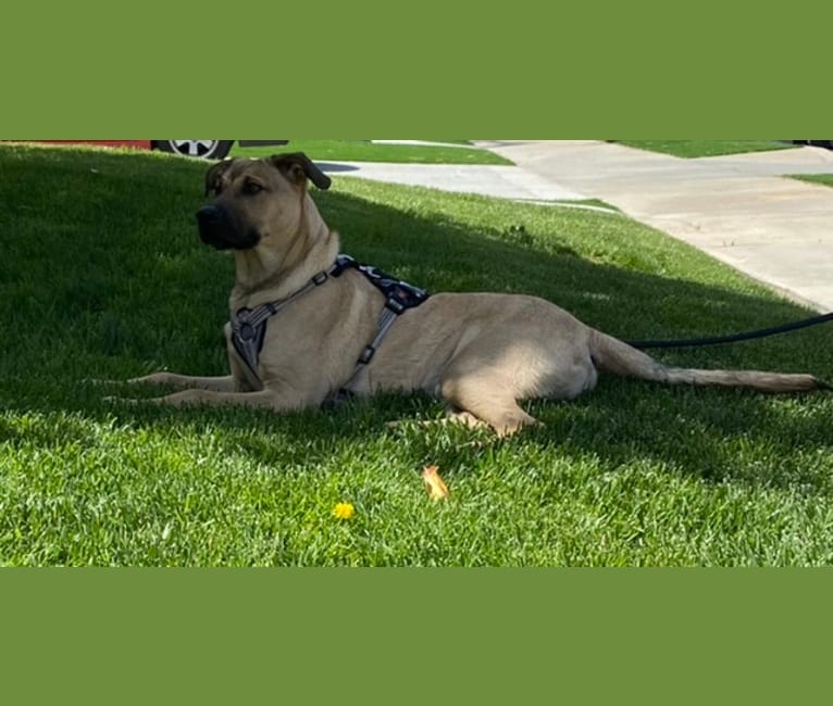 Photo of Koa, an American Pit Bull Terrier, German Shepherd Dog, Labrador Retriever, and Mixed mix in Anza, California, USA