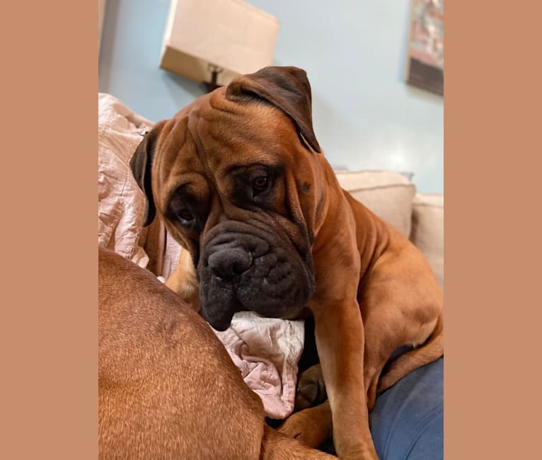 Merle bullmastiff sale