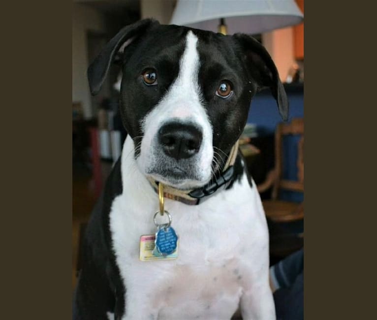 Half beagle half pitbull 2025