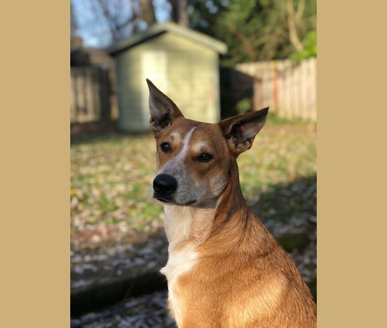 Finch, an Australian Cattle Dog and Belgian Malinois mix tested with EmbarkVet.com