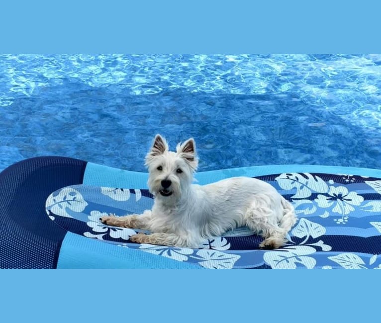 Peyton, a West Highland White Terrier tested with EmbarkVet.com