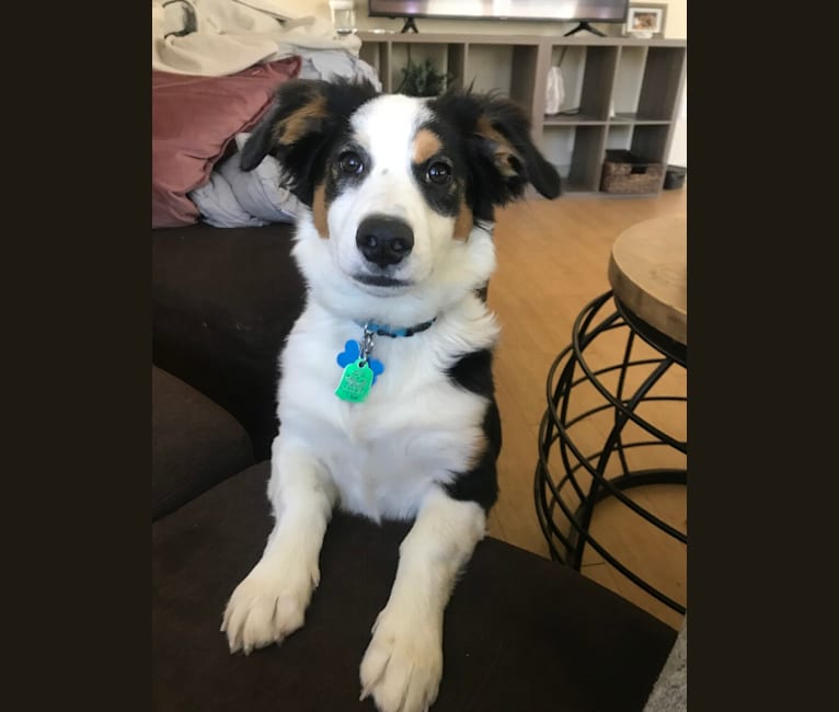 Bentley, a Chihuahua and Australian Cattle Dog mix tested with EmbarkVet.com
