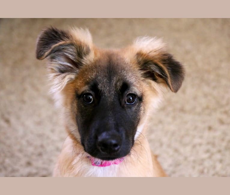 Masha, a German Shepherd Dog and Chow Chow mix tested with EmbarkVet.com