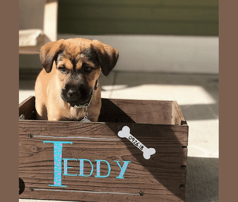 Photo of Teddy, an American Pit Bull Terrier, Labrador Retriever, German Shepherd Dog, Great Pyrenees, and Chow Chow mix in Texas, USA