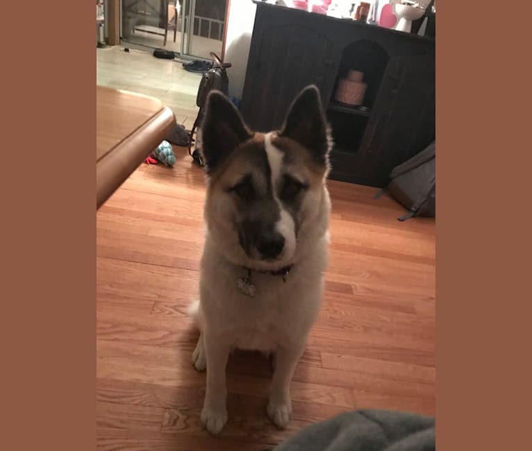 Maia, an Akita and Norwegian Elkhound mix tested with EmbarkVet.com