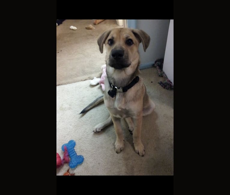 Presa canario mixed with german shepherd store