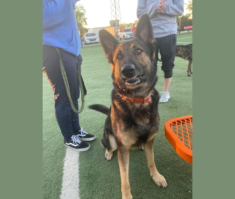 Taz, a German Shepherd Dog tested with EmbarkVet.com