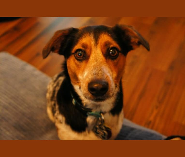 Rupert, a Rat Terrier and Russell-type Terrier mix tested with EmbarkVet.com