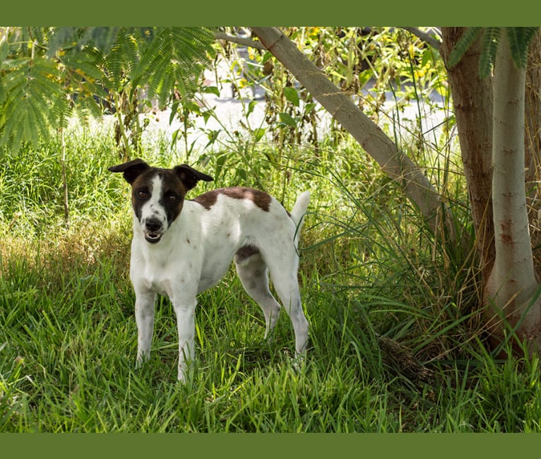 Photo of Gumption, a Whippet, Border Collie, and Border Terrier mix in Pahrump, NV, USA