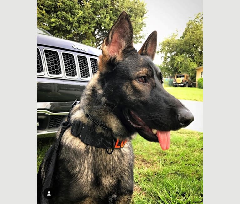Logan, a German Shepherd Dog tested with EmbarkVet.com