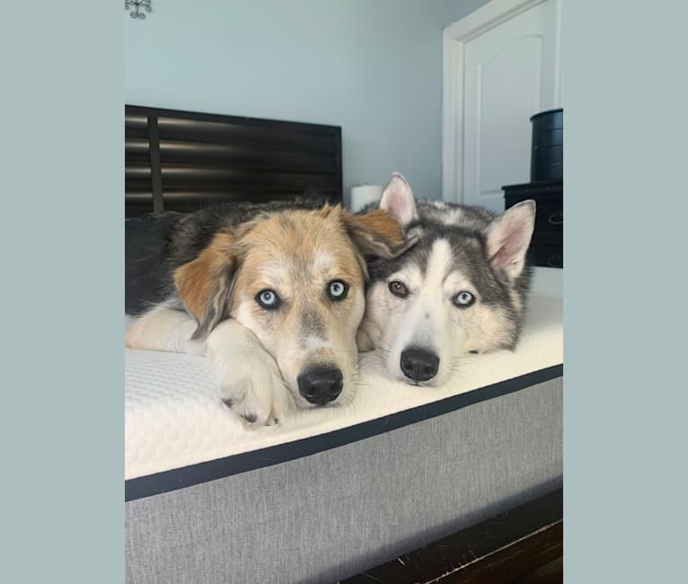 Embark Dog Dna Test Breed