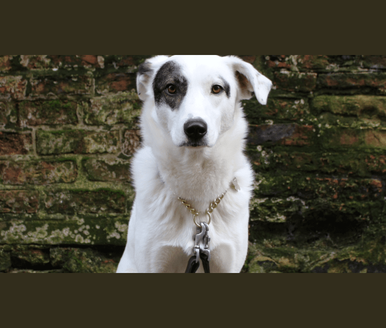 Roma, an European Village Dog tested with EmbarkVet.com