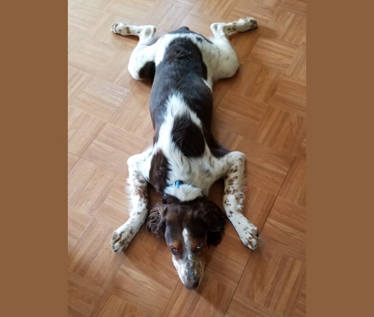 Embark Dog DNA Test Breed