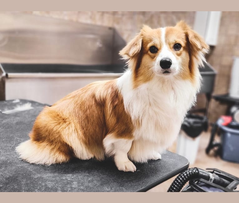 Cheza, a Pembroke Welsh Corgi and Samoyed mix tested with EmbarkVet.com