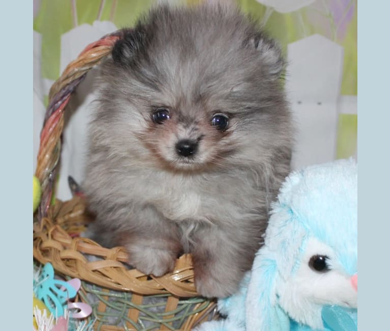 Dakota, a Pomeranian tested with EmbarkVet.com