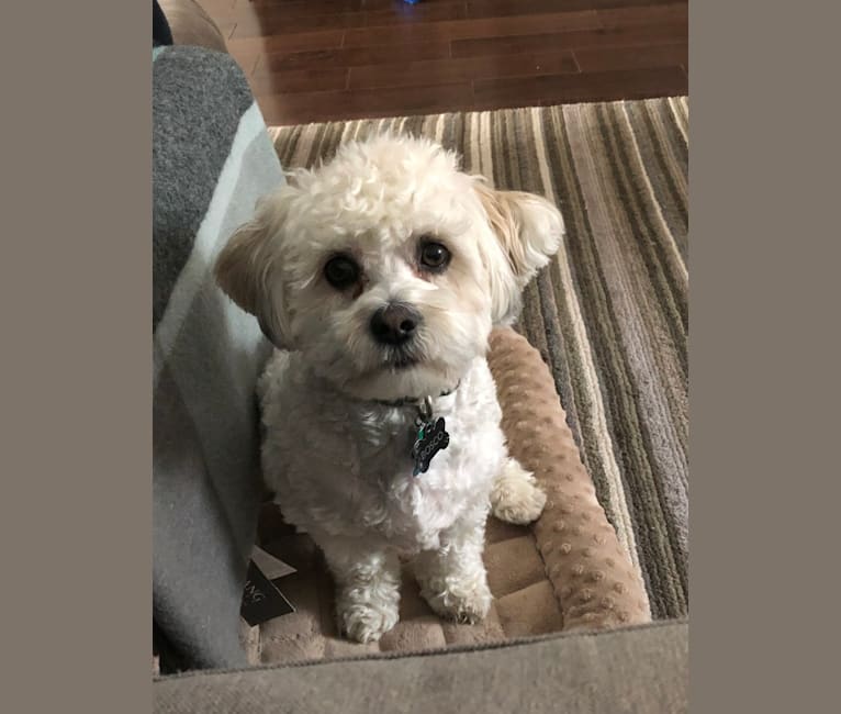 Embark Dog Dna Test Breed