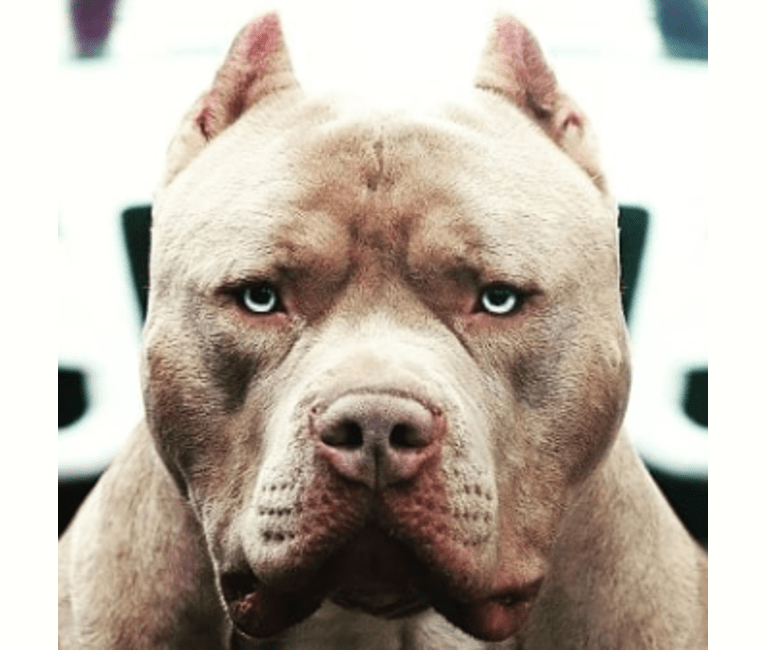 The American XL Bully is a monster created by the internet - New