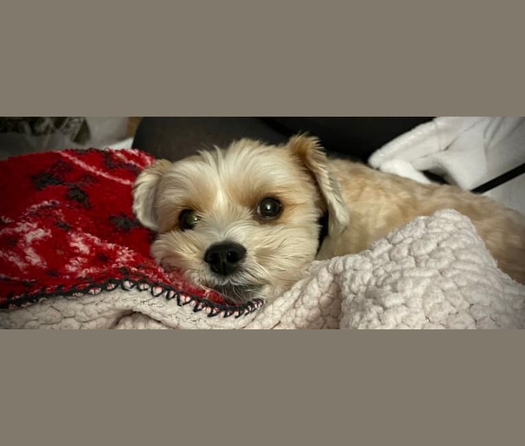 Toby, a Yorkshire Terrier and Poodle (Small) mix tested with EmbarkVet.com