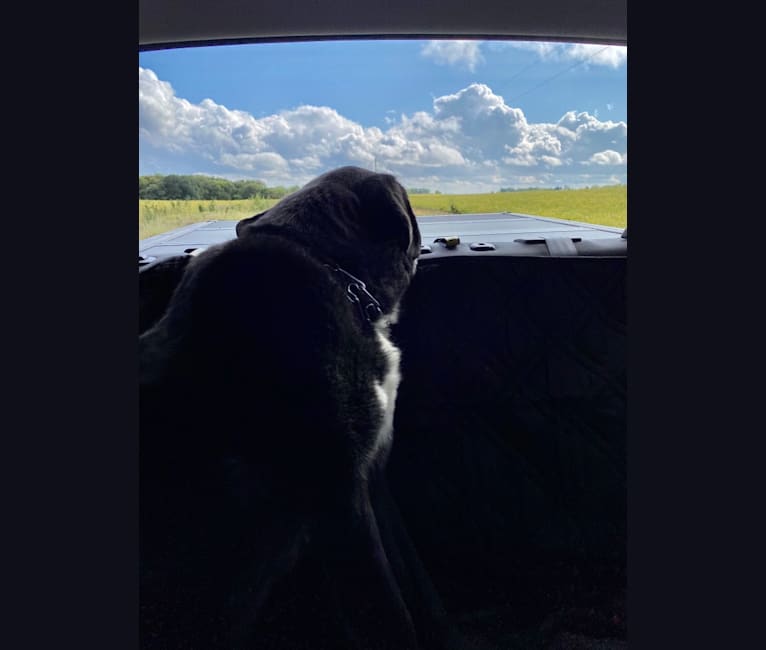 Photo of Bear, a Labrador Retriever and Saint Bernard mix in Lincoln, Nebraska, USA