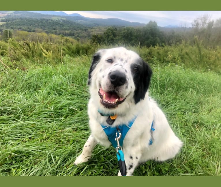 Photo of Milo, a Golden Retriever, Great Pyrenees, Australian Cattle Dog, Australian Shepherd, and Mixed mix in Burke, Virginia, USA