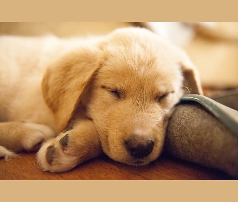 Embark Dog Dna Test Breed