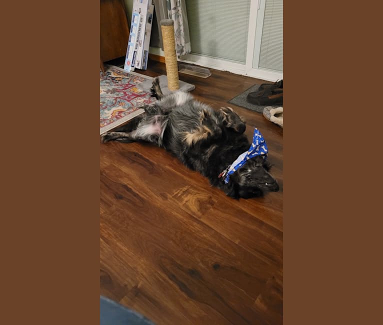 Odin 'stinky butt' Mussatti, an Australian Cattle Dog tested with EmbarkVet.com