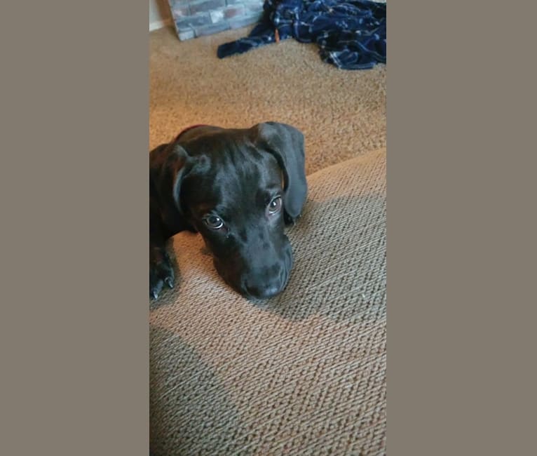 Basset hound lab pit mix 2025
