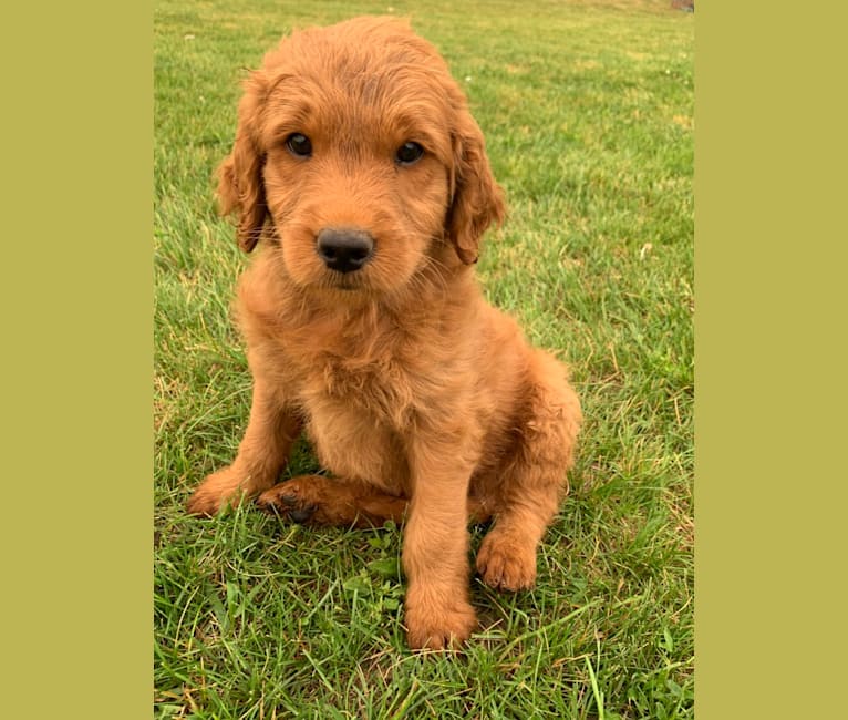 Gray Collar, a Goldendoodle tested with EmbarkVet.com