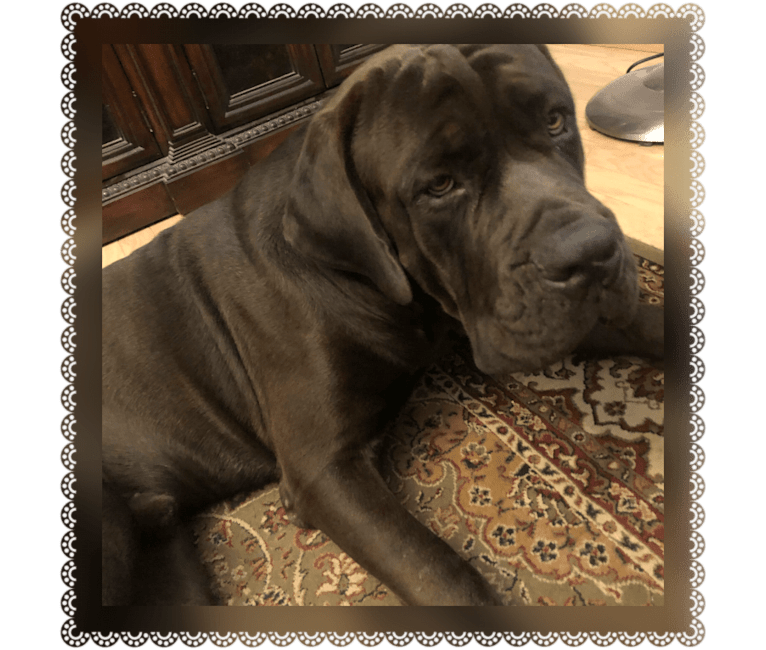 Photo of Cade, a Cane Corso  in Mississippi, USA