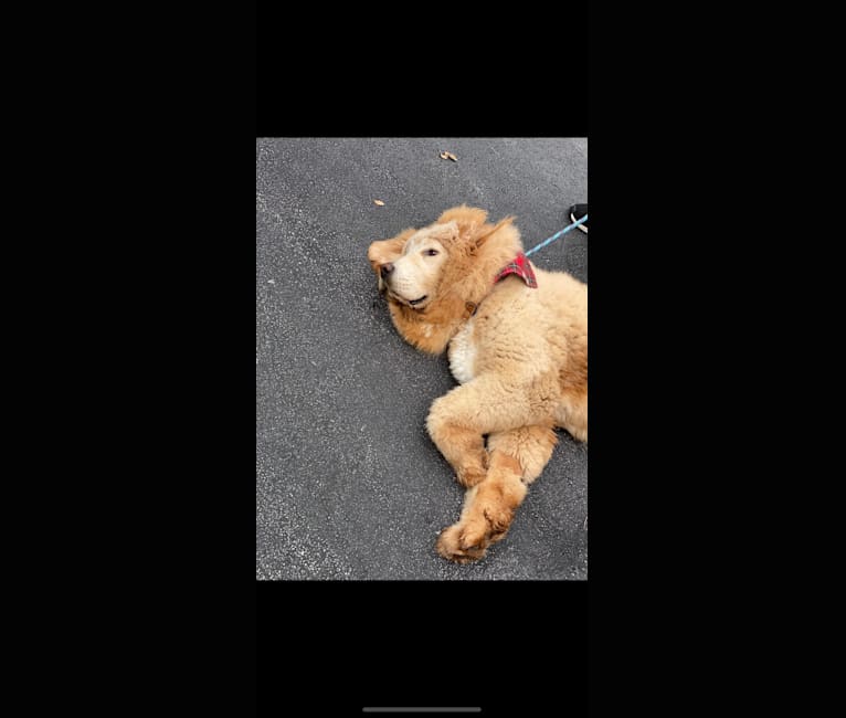 Photo of Nala, a Tibetan Mastiff  in Florida, USA