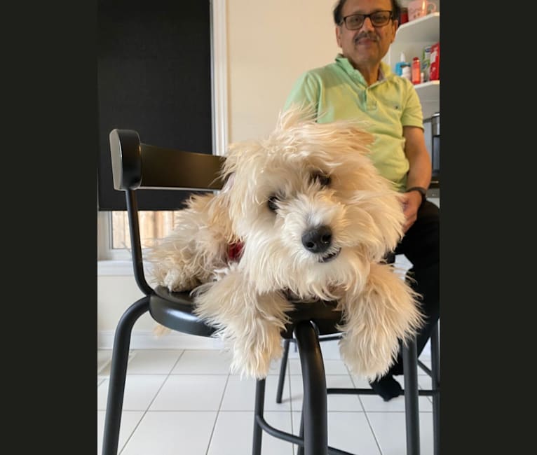 Photo of Oliver, a Poodle (Small), Bichon Frise, and Shih Tzu mix in Sudbury, ON, Canada