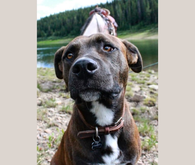 Timber, an American Bully and Chesapeake Bay Retriever mix tested with EmbarkVet.com