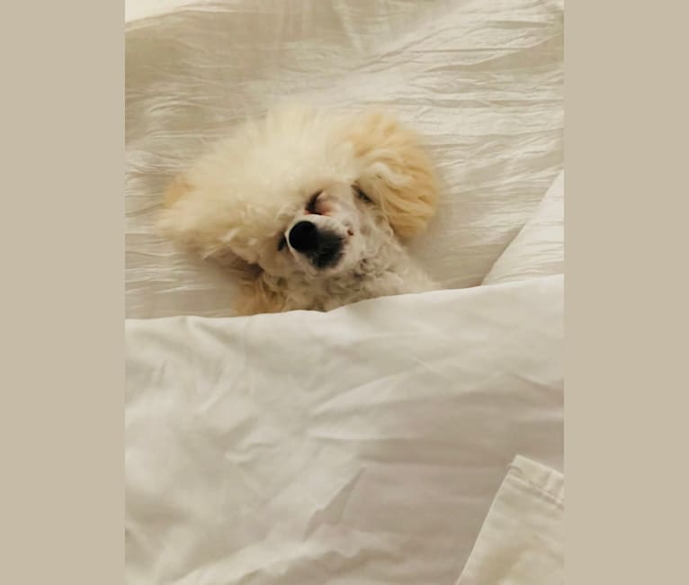 GiGi L'Amour, a Poodle (Small) tested with EmbarkVet.com