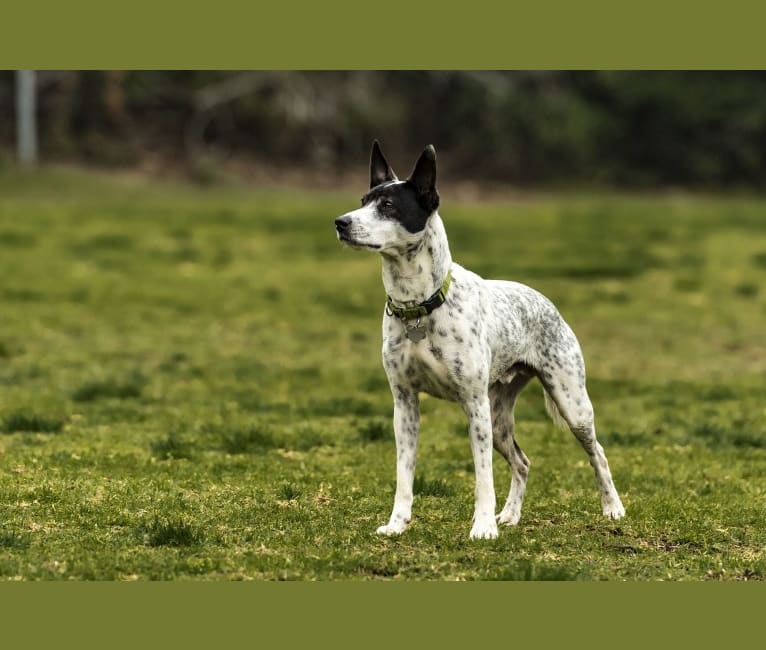 Louie, an Australian Cattle Dog and Border Collie mix tested with EmbarkVet.com